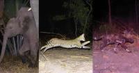 Camera Traps Capture a Year of Rare Animals Living in East Africa