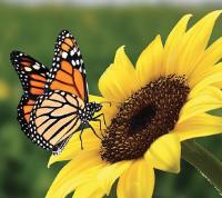 Hospice service features butterfly release in Hermiston