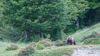 The Conference of the International Association for Bear Research and Management is coming to Italy