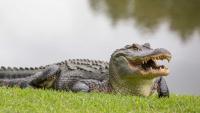 Child Hospitalized After Weeki Wachee Alligator Attack