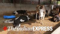 A foot-and-mouth disease strain is back after 60 years: Why SAT-1 is raising alarms