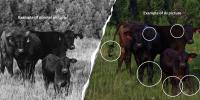 Alabama officials warn cattle buyers to watch for AI-generated livestock scams