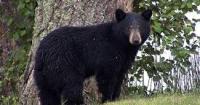 Wisconsin bear season opens September 9th
