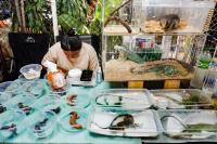Why is Amazonian wildlife turning up at a Bangkok market?