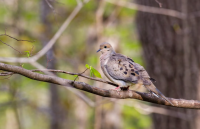 South Carolina Dove Season Is Open: 2026-27 Dates Announced