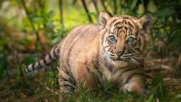 Rare Sumatran Tiger Cubs Born In Greece, Offering Hope For Critically Endangered Species