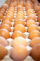 UK Salmonella cases reach 528, import testing going wrong