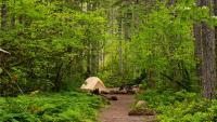 Forest Service Files Eleven Recreation Fee Proposals in One Day, From San Diego Backcountry to Puerto Rico