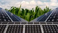 Massachusetts farm grows sweet corn under solar panels, says yields still reach 80%