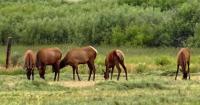 IDFG continues working with landowners to reduce big game depredations in the Magic Valley