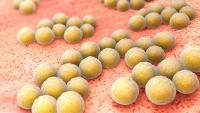 MRSA Prevention Program Cuts Hospital-Onset Bacteremia