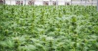 Hemp entrepreneurs in Florida receive a reprieve — at least for another month