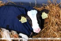Winter clothing for calves started to be sewn in Belarus