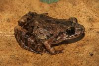 New-to-science Amazon frog stands out for its slow ‘lazy’ song