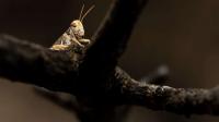 Grasshopper populations low in Utah, but homeowners should stay prepared