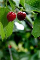 South African cherries gain access to China in landmark export deal
