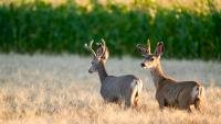 Update On Chronic Wasting Disease
