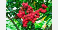 Tanzania explores rambutan potential for export markets