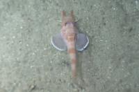 Hybrid Fish Surprises Scientists: It Can Move Sideways and Backwards