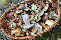 Chanterelles from 3 Rubles, Saffron Milk Caps — from 8. Where to Buy Mushrooms Most Profitably in Minsk