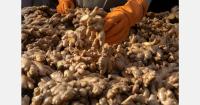 El Niño expected to disrupt the second half of Peru’s ginger season
