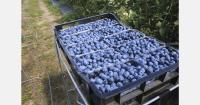 Global blueberry supply growth puts pressure on Polish growers