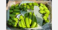 "India’s banana export setback is starting to cost the grower"