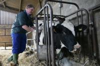 UFU calls on Northern Ireland farmers to be alert after Bluetongue detected in Wexford