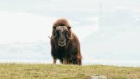 Eating grass, slowing climate change: Caribou and muskoxen shape the past and future Arctic