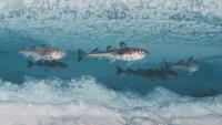 Polar cod found thriving beneath high Arctic ice by Chinese scientists