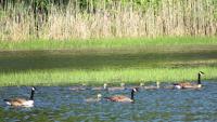 How many birds will fly over Michigan Tuesday night? See forecast 