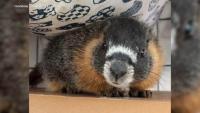 Marmot mystery: San Francisco wildlife rescue trying to return stowaway rodent home