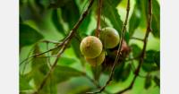 Global macadamia supply growth puts pressure on South African prices