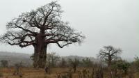 Nature and wildlife tourism cluster offers Gonarezhou hope, as baobabs remain under siege