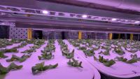 How a Raleigh tech company is using AI to farm produce indoors