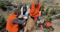 Mysterious elk deaths in Nevada could offer clues about health of herds across the West