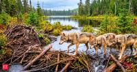 In 2018, scientists moved wolves to isolated Isle Royale island to rebuild its ecosystem; five years later, their population had grown to at least 27