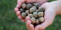 Virginia Department of Forestry wants your acorns