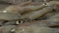 What Are The Problems Facing The Falklands’ Loligo Fishing Industry?