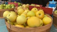 North Carolina Apple Festival kicks off harvesting season in Henderson County