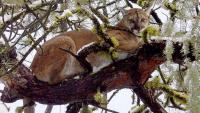 Mountain lion spotted leaving San Francisco's Golden Gate Park 