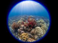 'Slumping' South Korean corals worry divers, scientists studying climate change