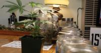 Hemp users face uncertain future as federal, state regulations tighten