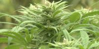 7th annual hemp, cannabis symposium set for Sept. 18