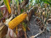 Corn could offer clues to China’s $17 billion ag purchase pledge