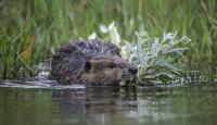 Beaver that bit 13-year-old at Maryland's Cunningham Falls State Park tests positive for rabies