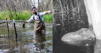 Michigan's first 'beaver deceiver' solves the dam problem without removing the critter