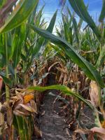 Rain “really shut off” after Independence Day, drying up yield outlook in central Minnesota