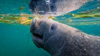 Researchers document first-ever manatee mating in Mississippi waters at Grand Bay reserve
