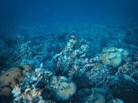 Maldives breaks world record with 314 simultaneous snorkelers